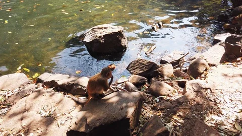 The monkey on the rock. Stock Footage 128840406