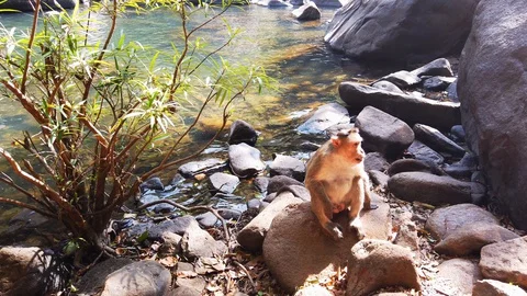 The monkey on the rock. Stock Footage 128840663