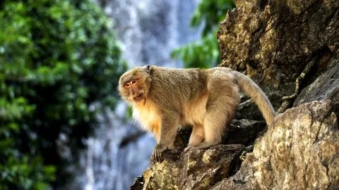 Monkey on a rock in nature Fotos de archivo
