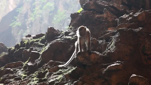Monkey on Rock Pile Stock Footage 104417605