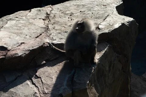 Monkey Rock Shadow Zoo - A monkey sits on a rock in a zoo enclosure, casting a Stock Photos