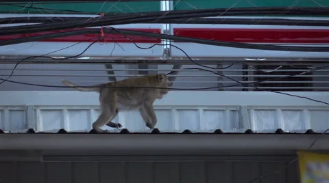 Monkey On Roof Stock Footage 55425978
