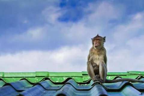 Monkey on the roof Stock Photos