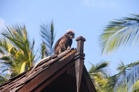 Monkey on roof Stock Photos