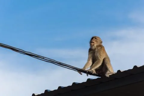 Monkey on roof Stock Photos