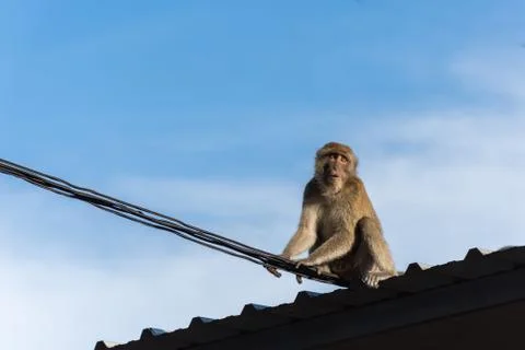 Monkey on roof Stock Photos