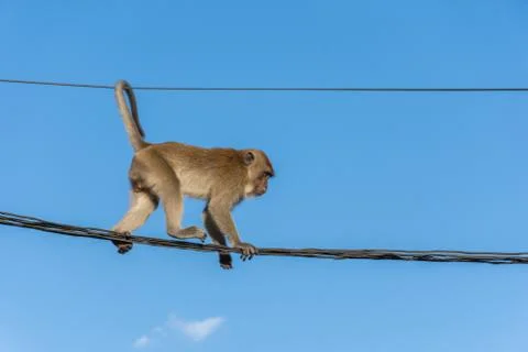 Monkey on roof Stock Photos