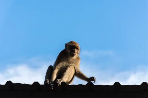 Monkey on roof Stock Photos