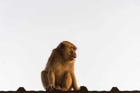 Monkey on roof Stock Photos