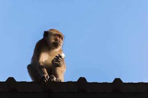 Monkey on roof Stock Photos