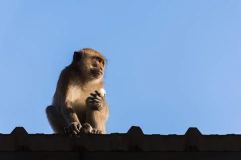 Monkey on roof Stock Photos
