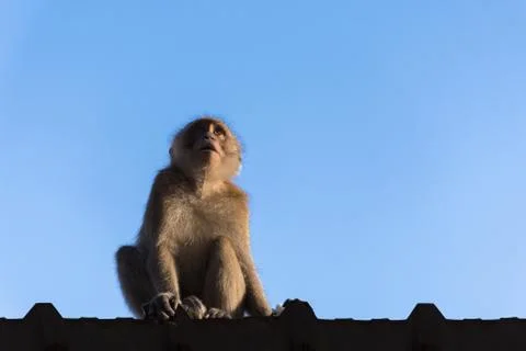 Monkey on roof Stock Photos