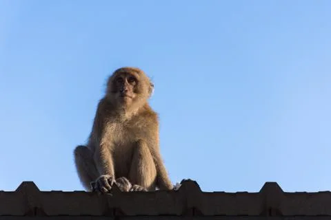 Monkey on roof Stock Photos