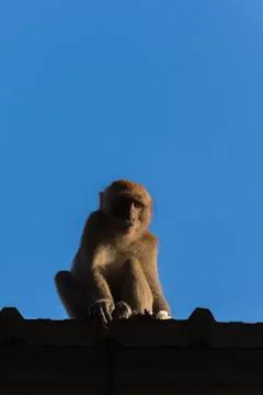 Monkey on roof Stock Photos
