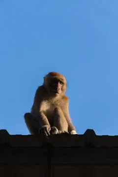 Monkey on roof Stock Photos