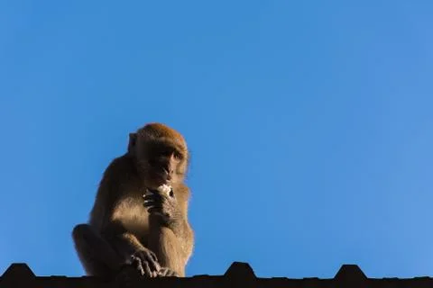 Monkey on roof Stock Photos