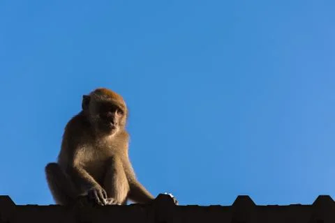 Monkey on roof Stock Photos