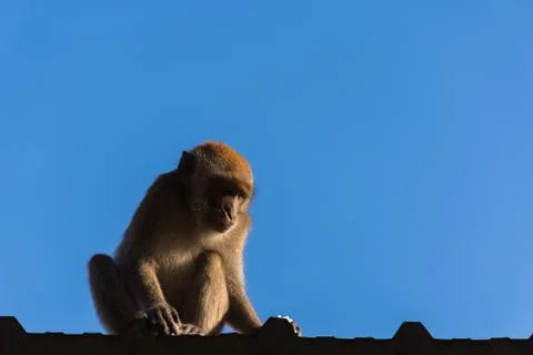 Monkey on roof Stock Photos