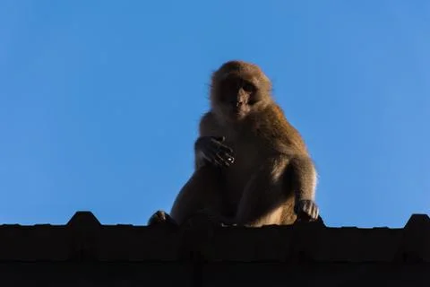 Monkey on roof Stock Photos