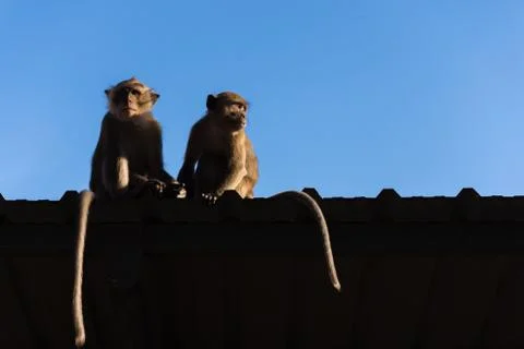 Monkey on roof Stock Photos