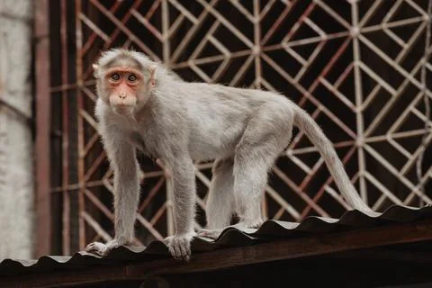 Monkey On The Roof Stock Photos