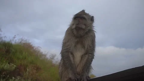 Monkey on Rooftop in Bali Mountains Stock Footage 144044478