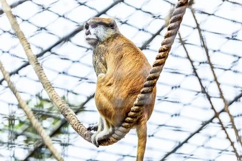 Monkey on rope in zoo Stock Photos