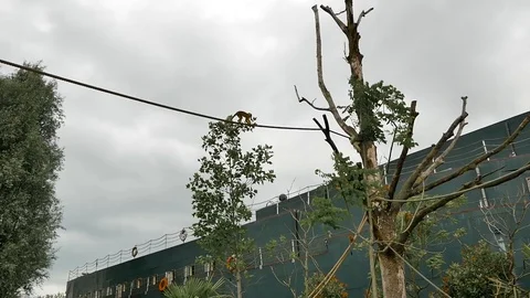 Monkey on the ropes Stock Footage 102471232