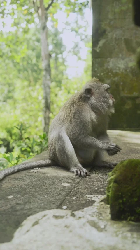 The Monkey rubbed a pebble or small rock on the ground Vidéo 338407797