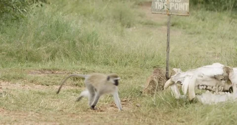 Monkey running around Stockbeeldmateriaal 124671048