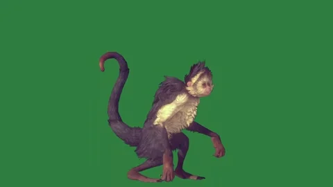 A monkey running Stock Footage 337029355