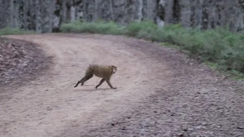 Monkey running in the forest slow motion Stock Footage 156333391