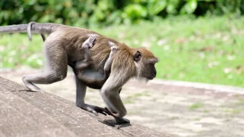 The monkey that is running its children Stock Footage 134630918