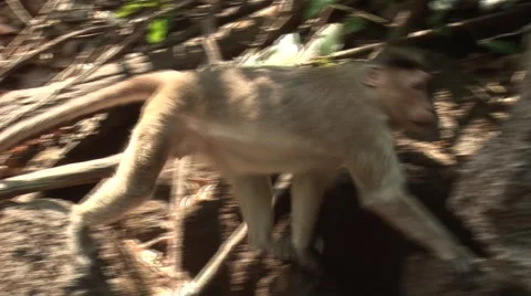 Monkey running in the jungle Stock Footage 2874732
