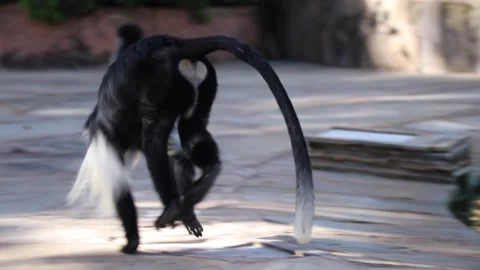 Monkey running past a pool Stock Footage 170259761