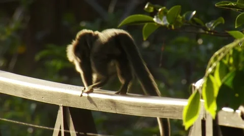 Monkey running on railing of bridge Stock-Footage 60690887