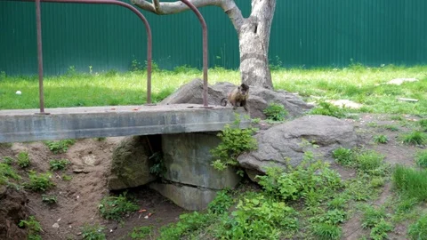 The monkey runs around the bridge Video stock 88175643