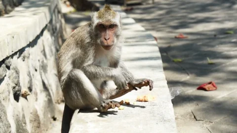 Monkey Runs Away With A Bag Of Peanuts Stock Footage 100588556