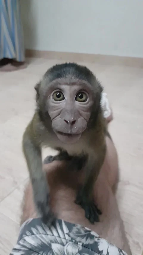 Monkey runs up human leg and stares at camera Video stock 208190684