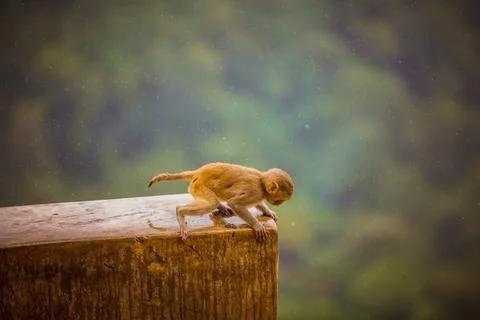 Monkey runs on temple wall in rain, seeking shelter. We must protect all animals Stock Photos