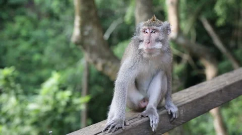 Monkey At Sacred Monkey Forest. Ubud, Bali, Indonesia Stock Footage 62917188