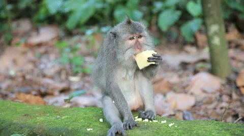 Monkey At Sacred Monkey Forest. Ubud, Bali, Indonesia Stock Footage 62917968