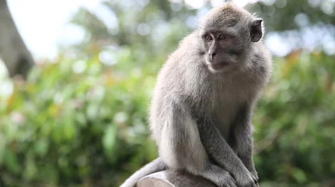 Monkey At Sacred Monkey Forest. Ubud, Bali, Indonesia Stock Footage 62935019