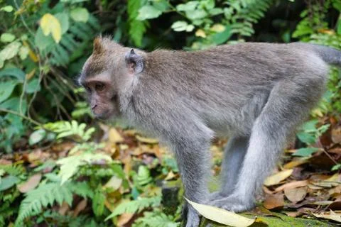 Monkey at Sacred Monkey Forest, Ubud, Bali 스톡 사진