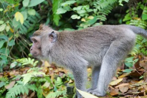 Monkey at Sacred Monkey Forest, Ubud, Bali Stock Photos