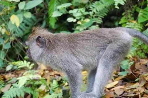 Monkey at Sacred Monkey Forest, Ubud, Bali Stock Photos