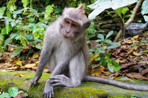 Monkey at Sacred Monkey Forest, Ubud, Bali Stock Photos