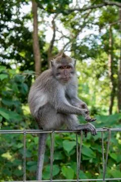 Monkey at sacred monkey forest, Ubud, Bali, Indonesia Stock Photos
