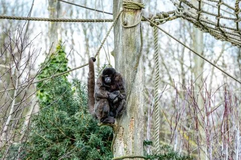 Monkey with a sad expression sitting on a small branch in a tree Stock Photos