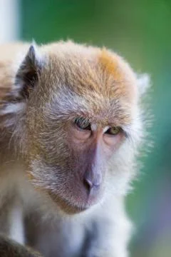Monkey with a sad face Stock Photos